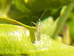 Engytatus modestus