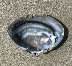 Austromactra rufescens