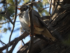 Spodiopsar cineraceus