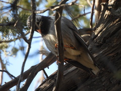 Spodiopsar cineraceus