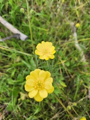 Ranunculus californicus