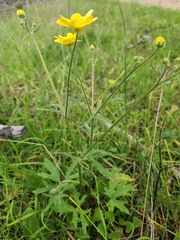 Ranunculus californicus