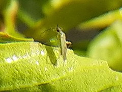 Engytatus modestus