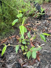 Commersonia dasyphylla