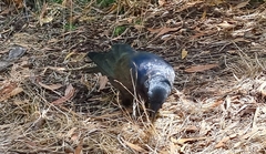 Corvus mellori