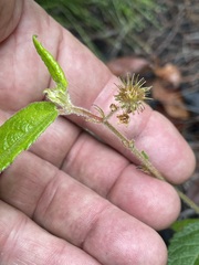 Commersonia dasyphylla