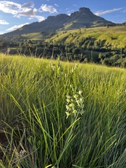 Habenaria epipactidea
