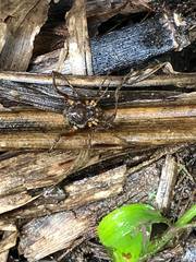 Erginulus subserialis