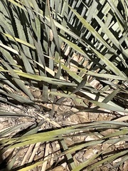 Yucca elata