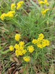 Lomatium utriculatum