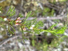 Cyanothamnus occidentalis
