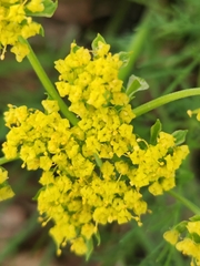 Lomatium utriculatum