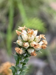 Epacris