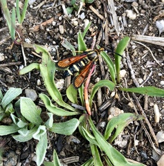Synanthedon chrysidipennis