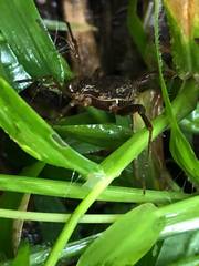 Erginulus subserialis