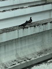 Columba livia domestica