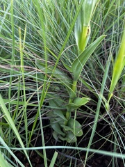 Habenaria epipactidea