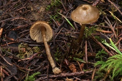 Lyophyllaceae