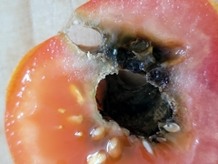 Helicoverpa armigera conferta