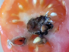 Helicoverpa armigera conferta