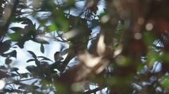 Leiothlypis celata