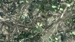 Thryothorus ludovicianus