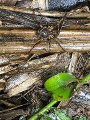 Erginulus subserialis