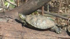 Pseudemys concinna concinna