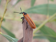 Rhinotia haemoptera