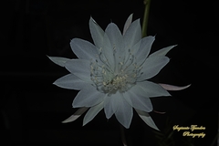 Epiphyllum