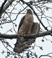 Accipiter cooperii