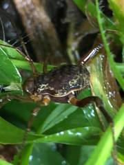 Erginulus subserialis