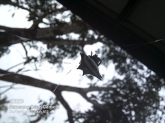 Gasteracantha geminata