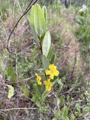 Hibbertia bicarpellata