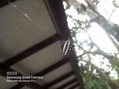 Gasteracantha geminata