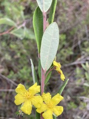 Hibbertia bicarpellata