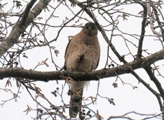 Accipiter cooperii