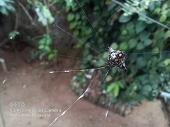 Gasteracantha geminata