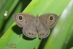 Ypthima baldus