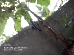 Gasteracantha geminata