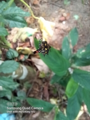 Gasteracantha geminata