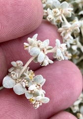 Tidestromia suffruticosa