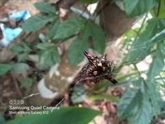 Gasteracantha geminata