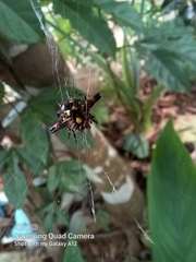 Gasteracantha geminata