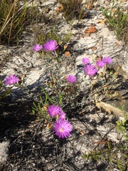 Lampranthus glomeratus