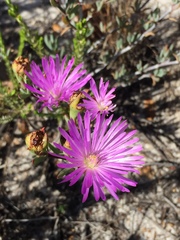 Lampranthus glomeratus