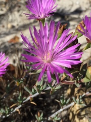 Lampranthus glomeratus