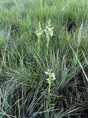 Habenaria epipactidea
