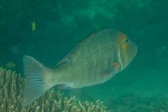 Lethrinus miniatus