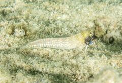 Salarias alboguttatus